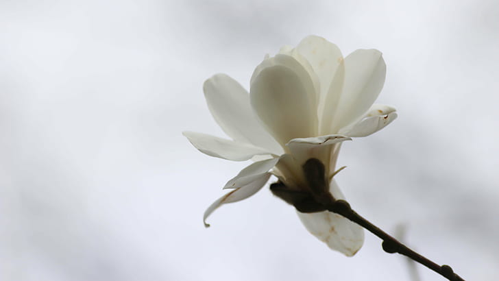 fotografi fokus selektif dari bunga Magnolia putih, magnolia, Magnolia, fokus selektif, fotografi, putih, Bunga bunga, alam, bunga, tanaman, Kepala bunga, daun bunga, close-up, Wallpaper HD