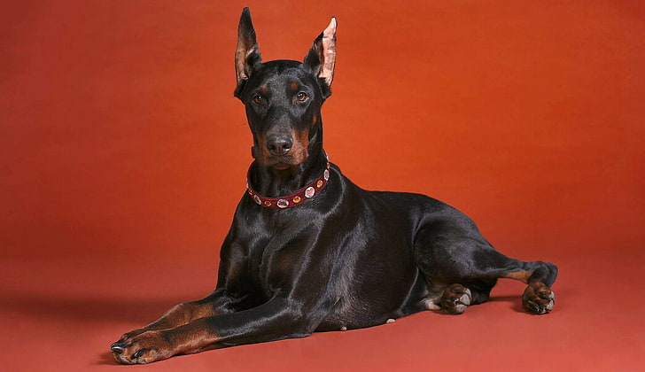 cão preto de pêlo curto adulto, doberman, cão, raça, fundo vermelho, HD papel de parede