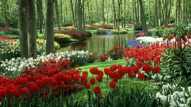 red flowers, tulips, Netherlands, pond, Keukenhof Gardens, Garden Keukenhof, HD wallpaper