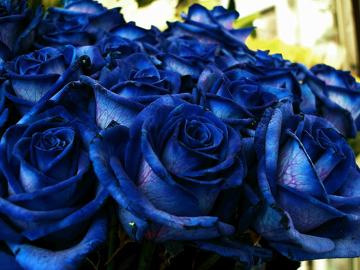 青いバラの花、バラ、青、花束、つぼみ、 HDデスクトップの壁紙