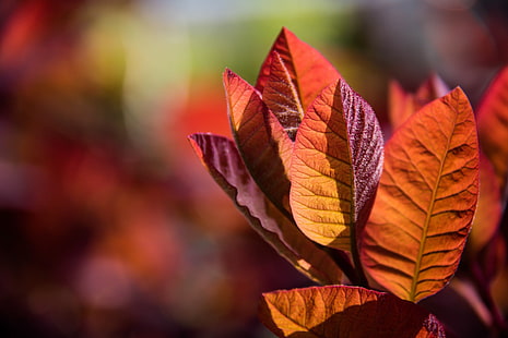 red and orange leaves plant, Autumn leaves, red, orange, plant, Malmö, public garden, exif, model, canon eos, 760d, canon  camera, focal_length, mm, geo:location, lens, ef, s18, f/3.5, iso_speed, aperture, ƒ / 5, canon, maroon, leaf, autumn, nature, yellow, close-up, season, forest, tree, outdoors, vibrant Color, HD wallpaper HD wallpaper