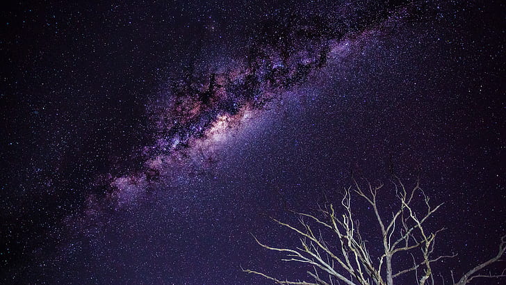 Galaxy Stars Milky Way Night Branches HD, grå gren träd, utrymme, natt, stjärnor, galax, väg, mjölkig, grenar, HD tapet
