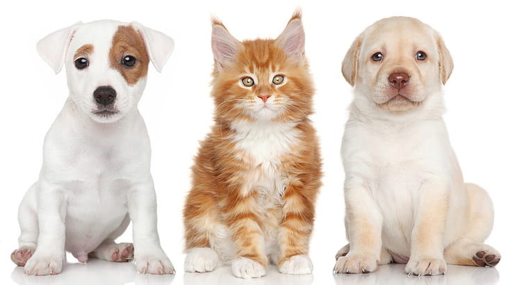 1匹の猫と2匹の犬、2匹、犬、1匹、猫、 HDデスクトップの壁紙