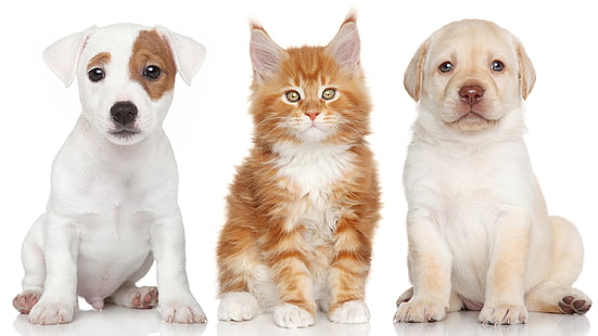 1匹の猫と2匹の犬、2匹、犬、1匹、猫、 HDデスクトップの壁紙 HD wallpaper