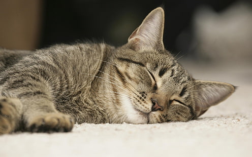 braune Tabbykatze, Katze, Kätzchen, HD-Hintergrundbild HD wallpaper