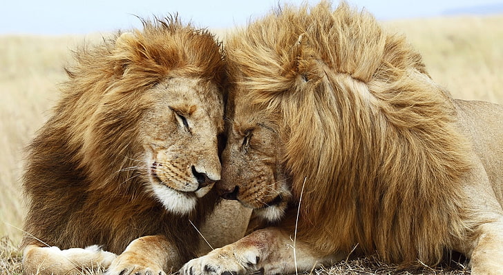 Två manliga lejon HD tapeter, två lejoninna, djur, vilda, manliga, tillgivenhet, bröder, HD tapet