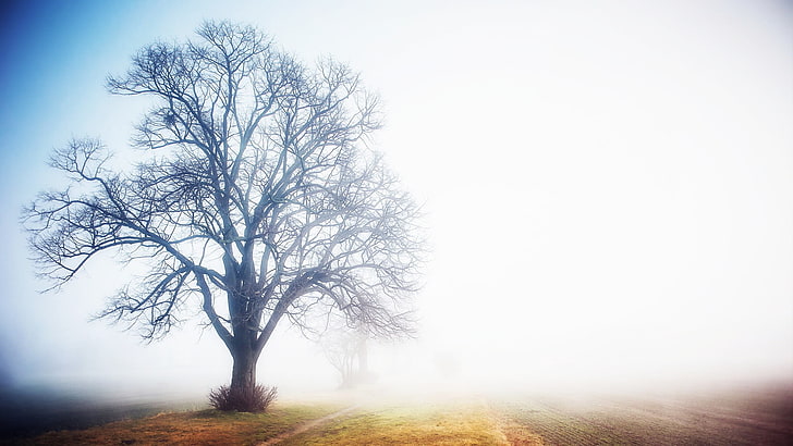 коричневое голое дерево, деревья, туман, HD обои
