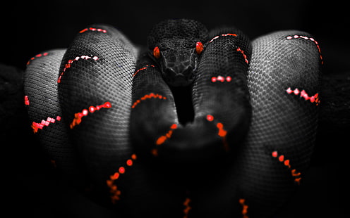 Snake HD, zwierzęta, wąż, Tapety HD HD wallpaper