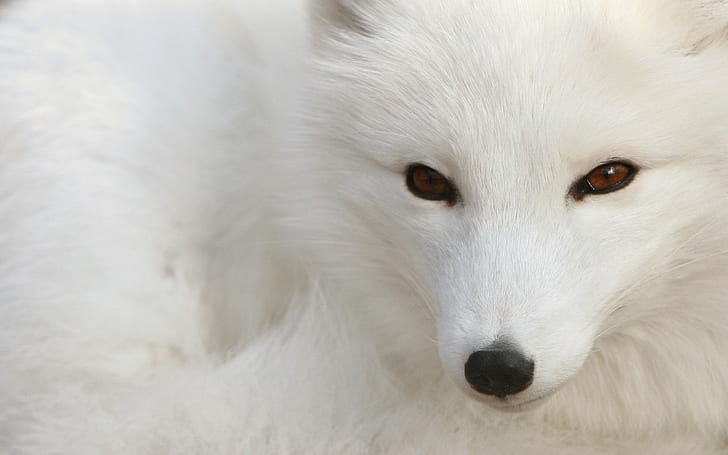 animals, arctic fox, fox, HD wallpaper