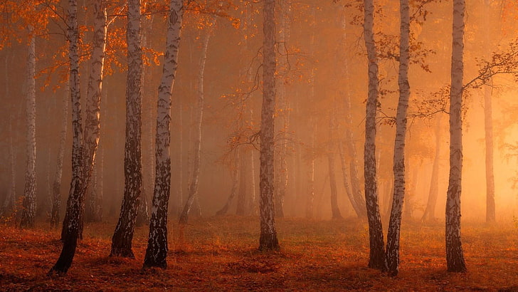 forest, birch tree, tree, woods, birch forest, foggy, fog, deciduous, red, orange, autumn, HD wallpaper