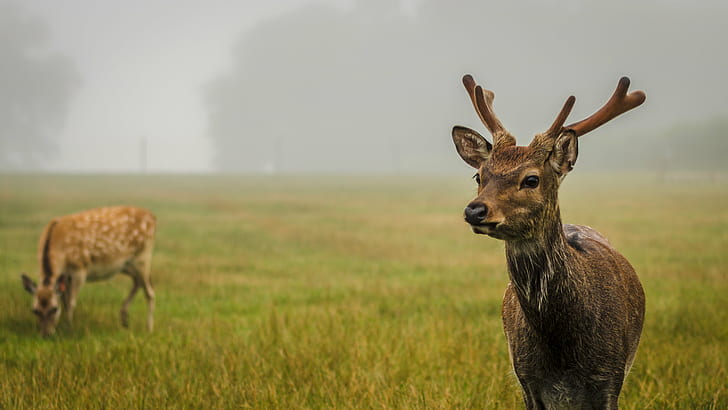 deer on grass field, deer, Deer, Mist, grass, field, d3200, scotland, nature, animals, animal, wildlife, mammal, animals In The Wild, antler, stag, horned, outdoors, HD wallpaper