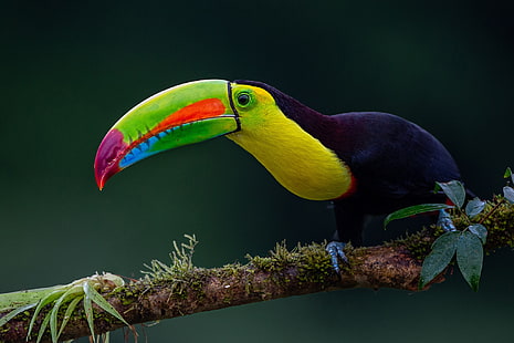  background, bird, branch, beak, Toucan, Iridescent Toucan, HD wallpaper HD wallpaper