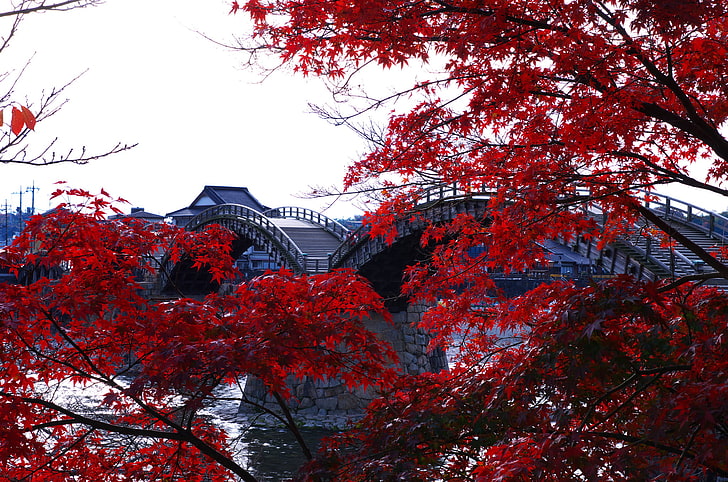 alberi, Giappone, arcuato, il Kintai, ponte di legno, Kintai, Sfondo HD