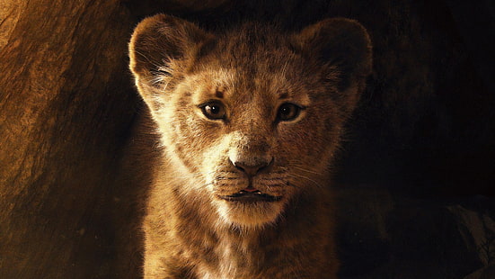 The Lion King 2019 5K, King, Lion, The, 2019, HD tapet HD wallpaper