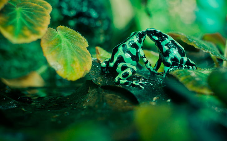 animals, frog, amphibian, poison dart frogs, leaves, nature, macro, HD wallpaper