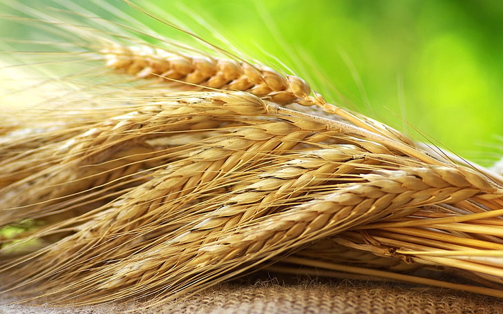 кафяви пшеници, ръж, класове, зърнени култури, реколта, HD тапет