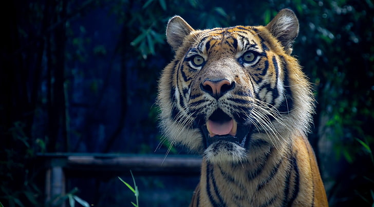 tiger 4k background desktop, HD wallpaper