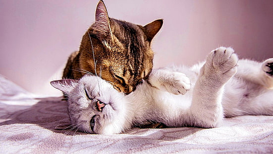 gatti, coppia, gattino, carino, Sfondo HD HD wallpaper