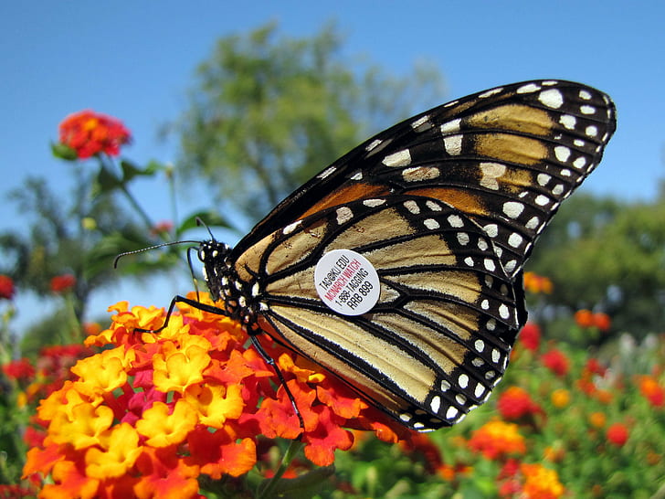 white, black, and brown butterfly on top of orange and yellow flower with green leaf, monarch butterfly, monarch butterfly, Tagged, Monarch Butterfly, white, black, and brown, on top, orange, yellow, flower, green leaf, Danaus plexippus, taxonomy, binomial, Watch, DC, bugs, Insect, Lepidoptera, Nymphalidae, Danainae, Smithsonian, macro, butterfly - Insect, nature, multi Colored, beauty In Nature, summer, animal Wing, HD wallpaper