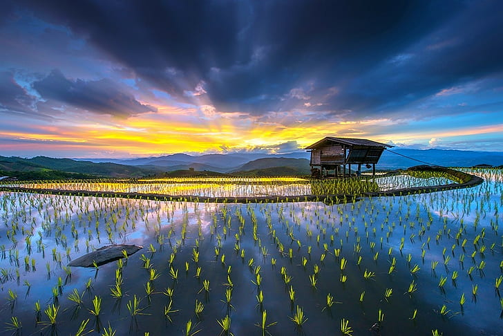sunrise rice paddy hut terraces water mountain clouds yellow blue sun rays nature landscape, HD wallpaper