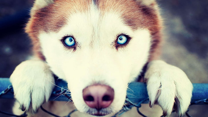 husky siberiano branco e castanho adulto, husky siberiano, animais, olhos azuis, cão, HD papel de parede