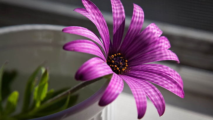 purple daisybush flower, flower, petals, purple, HD wallpaper