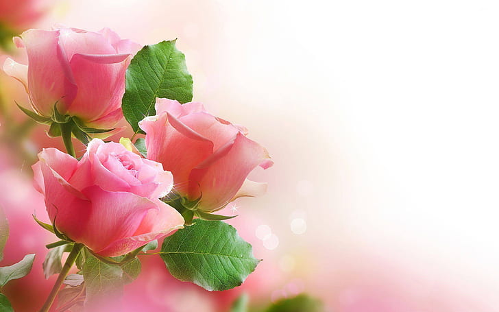 الورود الوردية أوراق خضراء جميلة التصوير الفوتوغرافي HD خلفيات للهواتف النقالة اللوحي والكمبيوتر 3840 × 2400، خلفية HD