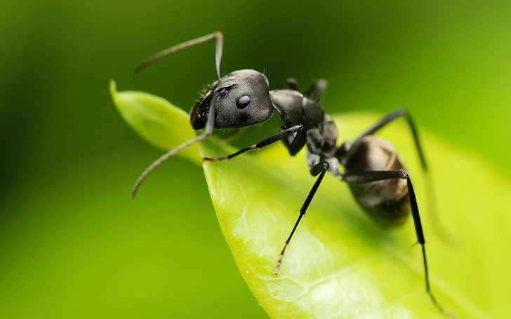 czarna mrówka, zwierzęta, mrówki, owady, Camponotus, błonkoskrzydłe, makro, Tapety HD