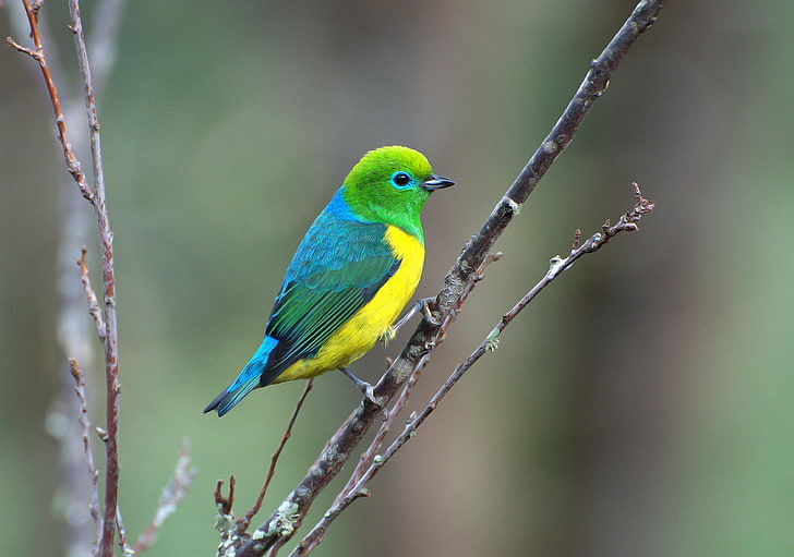 pequeño pájaro verde, amarillo y azul, azul, verde, amarillo, pájaro, rama, salió, Fondo de pantalla HD