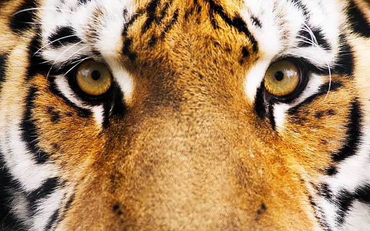 Тигровое лицо, животные, глаза, тигр, HD обои