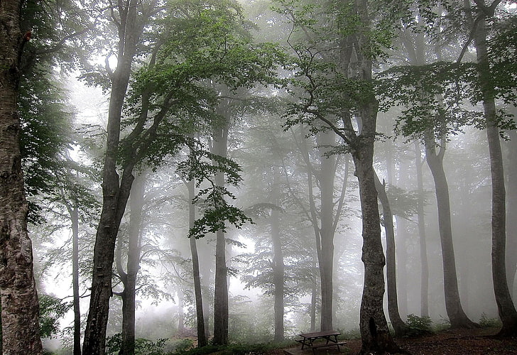 green leaf trees with fogs photo, nature, mist, forest, trees, HD wallpaper