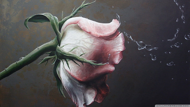 pink rose flower illustration, nature, rose, flowers, artwork, water drops, HD wallpaper