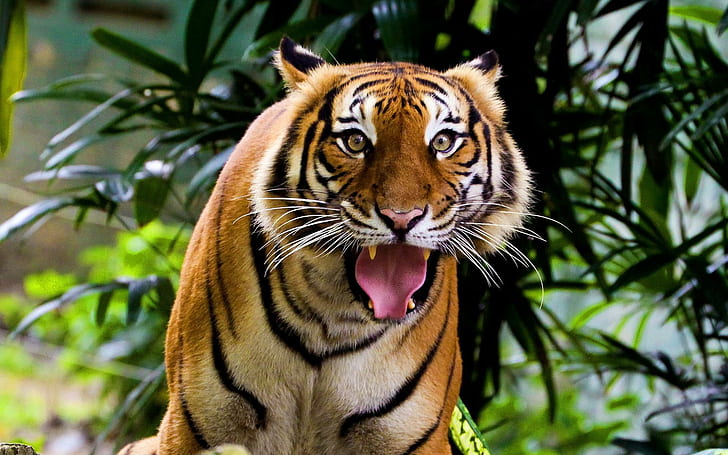 Tiger For Desktop, cats, desktop, tiger, HD wallpaper