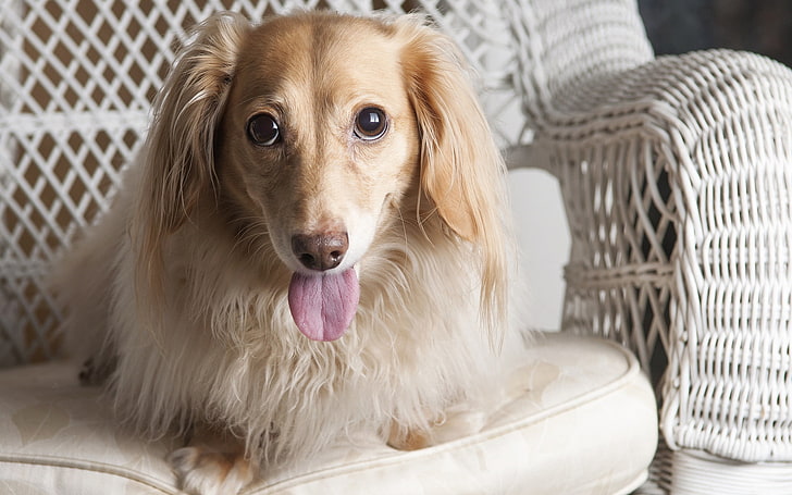 adult long-coated cream dachshund, dog, dachshund, tongue, eyes, chair, HD wallpaper