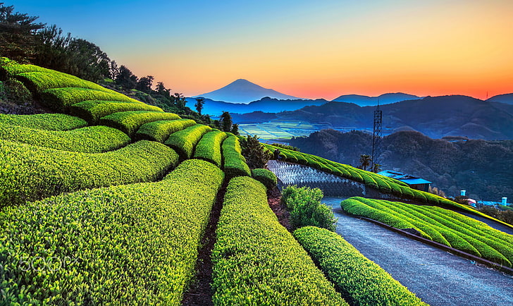landscape, plants, sky, green, tea plant, HD wallpaper