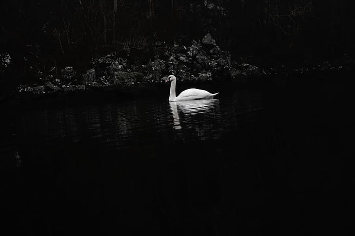 swan, water, dark, birds, animals, HD wallpaper