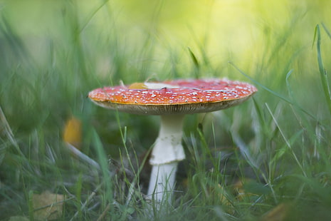 red and white mushroom in focus lens photography, Toadstool, white mushroom, in focus, lens, photography, Canon EOS 600D, Helios, fungus, mushroom, nature, fly Agaric Mushroom, poisonous, amanita Parcivolvata, forest, autumn, toxic Substance, red, grass, close-up, plant, outdoors, season, moss, HD wallpaper HD wallpaper