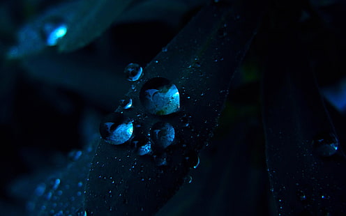 close-up photo of dew drops, nature, water drops, plants, macro, HD wallpaper HD wallpaper