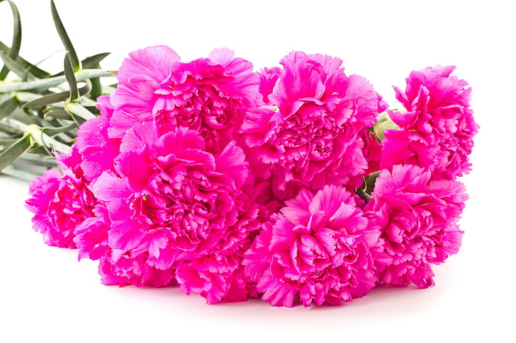 Carnations Flowers, pink carnation flowers, flowers, carnations, many, pink color, HD wallpaper