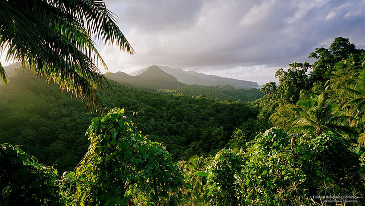 الغابات الاستوائية المطيرة ، دومينيكا ، الجزر، خلفية HD