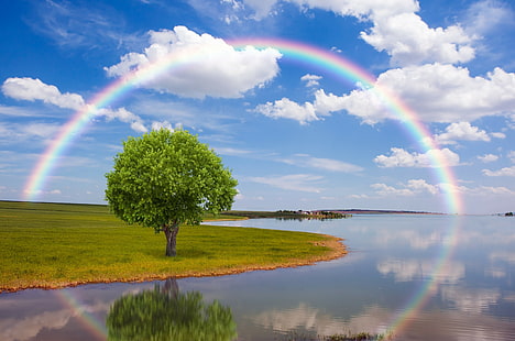 Albero dell'arcobaleno, albero della foglia verde ed arcobaleno, albero, pioggia, campo, arcobaleno, natura, hd, Sfondo HD HD wallpaper