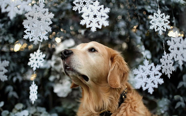 Dog Snowflakes Mood, snowflakes, mood, HD wallpaper