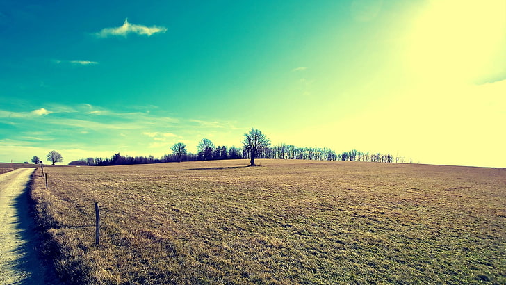 трава, поле, пейзаж, поле, зима, деревья, HD обои