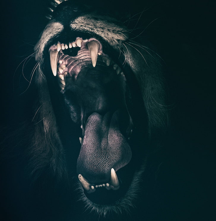 angry, roaring, roar, fear, lion, strength, teeth, HD wallpaper