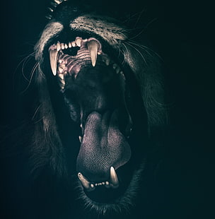 enojado, rugido, rugido, miedo, león, fuerza, dientes, Fondo de pantalla HD HD wallpaper