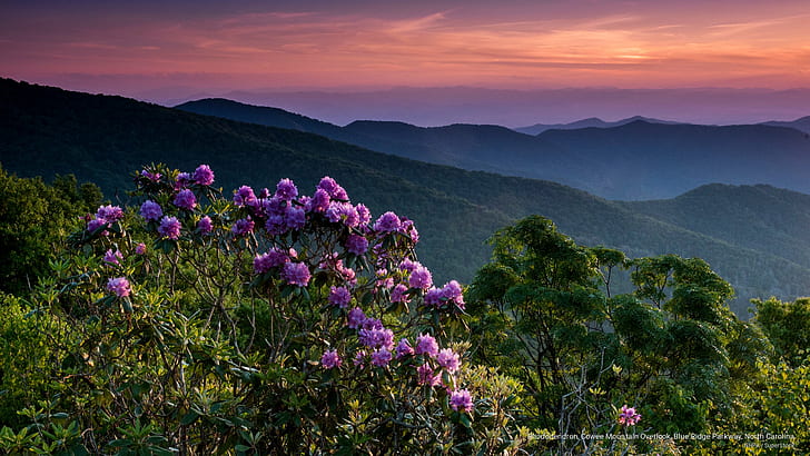 Rhododendron, Cowee Mountain Overlook, Blue Ridge Parkway, North Carolina, Mountains, HD wallpaper