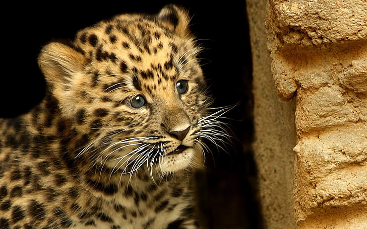 brown and black leopard cub, cheetah, cub, baby, hide, HD wallpaper