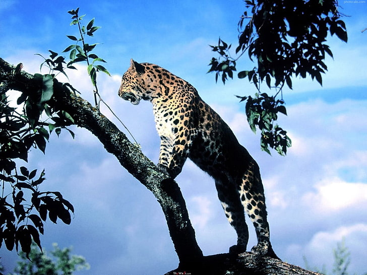 guépard adulte, léopard, animaux, nature, léopard (animal), Fond d'écran HD