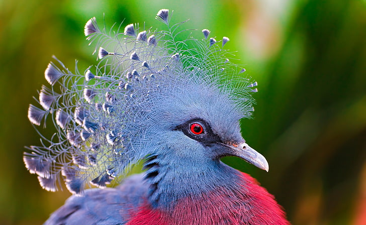 ビクトリアCrown冠ハト、青とピンクの孔雀、動物、鳥、美しい、鳥、写真、鳩、ビクトリア冠鳩、青灰色の鳩、 HDデスクトップの壁紙