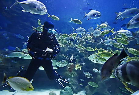 дайвер, дайвинг, рыба, океан, акваланг, море, подводный, HD обои HD wallpaper